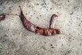 Mature honeylocust fruits from a American honey locust Gleditsia triacanthos Royalty Free Stock Photo