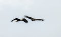 Mature and immature bald eagle