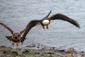 Mature and immature bald eagles flying low in coastal Alaska USA