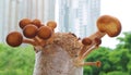 Mature and Immature Poplar Mushrooms Growing on Mycelium Block as Urban Houseplants