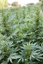 Industrial hemp or marijuana field