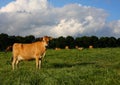 Mature Jersey Cow in Kikuyu Field Royalty Free Stock Photo