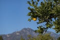 Mature, juice California orange growing