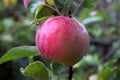 Mature juicy apples hanging on a branch