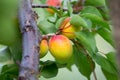 Mature juicy apricots close-up on a tree. Orchard_