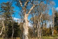 Mature Knarly Scottish Trees in Autumn Royalty Free Stock Photo