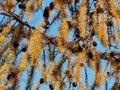 Mature Larix Laricina Tamarack Or Larch Cones Royalty Free Stock Photo