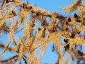 Mature Larix Laricina Tamarack Or Larch Cones Royalty Free Stock Photo