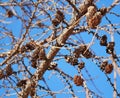 Mature Larix Laricina Tamarack Or Larch Cones Royalty Free Stock Photo