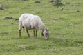 Mature latxa sheep Royalty Free Stock Photo