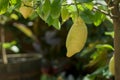 Mature lemon on branch ready for harvesting Royalty Free Stock Photo