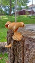 mature lentinus that evolved on a piece of wood