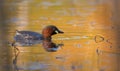 Mature Little Grebe swimming on the water surface colored by great sunset light