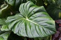 The mature and love-shaped green leaf of Philodendron Pastazanum
