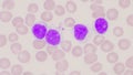 Mature lymphocyte on red blood cells background