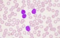 Mature lymphocyte on red blood cells background