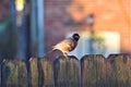 Mature Male American Robin at Dawn Royalty Free Stock Photo