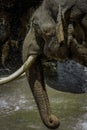 Mature male Asian elephant profile close up head detail Royalty Free Stock Photo