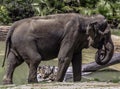 Mature male Asian elephant profile close up head detail Royalty Free Stock Photo