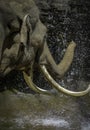 Mature male Asian elephant profile close up head detail Royalty Free Stock Photo