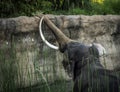 Mature male Asian elephant profile close up head detail Royalty Free Stock Photo