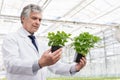 Mature male biochemist examining seedlings in plant nursery Royalty Free Stock Photo