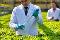 Mature male biochemist pouring chemical in test tube with pipette in plant nursery Royalty Free Stock Photo