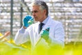 Mature male biochemist smelling chemical in test tube with pipette in plant nursery