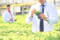Mature male biochemists examining herb seedlings in plant nursery