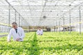 Mature male biochemists examining seedlings in plant nursery Royalty Free Stock Photo