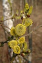 The mature male catkins of a goat willow / great sallow Salix caprea. Flowering branch of pussy willow Royalty Free Stock Photo