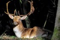 Mature male fallow deer
