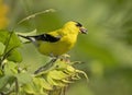 Male goldfinch standing on sunflower