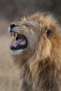 Mature Male Lion - Botswana Royalty Free Stock Photo
