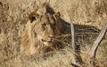 A mature Male Lion, Pathera leo lies hidden in the Grass of the African Plains resting in the Midday Sun Royalty Free Stock Photo