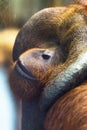 Mature male Orangutan Royalty Free Stock Photo