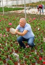 mature male staff of wholesale warehouse of plants inspects geranium before sending order abroad