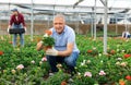 mature male staff of wholesale warehouse of plants inspects geranium before sending order abroad