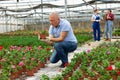 mature male staff of wholesale warehouse of plants inspects geranium before sending order abroad