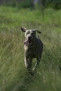 A mature male weimeraner dog running Royalty Free Stock Photo