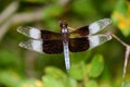 Mature Male Widow Skimmer Dragonfly Wings Spread