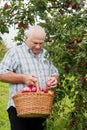 Mature man in apple garden. Royalty Free Stock Photo