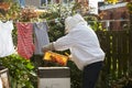 Mature Man Collecting Honey From Hive In Garden