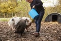 Mature Man Feeding Rare Breed Pigs In Garden