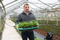 Mature man gman holding crate with parsley seedlings