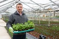 Mature man gman holding crate with parsley seedlings