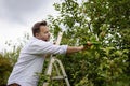 Mature man picking apples in orchard. Person stands on a ladder near tree and reaching for an apple Royalty Free Stock Photo