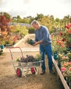 Mature Man With Trolley Outdoors In Garden Centre Choosing Plants  And Buying Rose Royalty Free Stock Photo