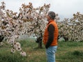 Mature man looking trees in landscape of fields with cherry trees in flowering season Royalty Free Stock Photo