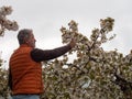 Mature man looking trees  in landscape of fields with cherry trees in flowering season Royalty Free Stock Photo